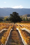 agricultural;agriculture;autuminal;autumn;autumn-colour;autumn-colours;autumnal;bird-net;bird-nets;bird-netting;Central-Otago;central-otago-vineyard;central-otago-vineyards;central-otago-wineries;central-otago-winery;color;colors;colour;colours;country;countryside;Cromwell;crop;crops;cultivation;deciduous;fall;farm;farming;farmland;farms;field;fields;golden;grape;grapes;grapevine;horticulture;N.Z.;net;nets;New-Zealand;NZ;Otago;Pisa-Range;row;rows;rural;S.I.;season;seasonal;seasons;SI;South-Is.;South-Island;tree;trees;vine;vines;vineyard;vineyards;vintage;wineage;wineries;winery;wines;Wooing-Tree-Vineyard;Wooing-Tree-Vineyards;Wooing-Tree-Winery;Wooing-Tree-Wines;yellow