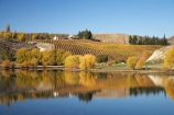 agricultural;agriculture;autuminal;autumn;autumn-colour;autumn-colours;autumnal;Bannockburn;Bannockburn-Inlet;calm;Central-Otago;central-otago-vineyard;central-otago-vineyards;central-otago-wineries;central-otago-winery;color;colors;colour;colours;country;countryside;crop;crops;cultivation;deciduous;fall;farm;farming;farmland;farms;field;fields;golden;grape;grapes;grapevine;horticulture;Kawarau-Arm;lake;Lake-Dunstan;lakes;leaf;leaves;N.Z.;near-Cromwell;New-Zealand;NZ;Otago;placid;quiet;reflection;reflections;row;rows;rural;S.I.;season;seasonal;seasons;serene;SI;smooth;South-Is.;South-Island;still;tranquil;tree;trees;vine;vines;vineyard;vineyards;vintage;water;willow;willow-tree;willow-trees;willows;wineage;wineries;winery;wines;yellow