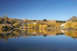 agricultural;agriculture;autuminal;autumn;autumn-colour;autumn-colours;autumnal;Bannockburn;Bannockburn-Inlet;calm;Central-Otago;central-otago-vineyard;central-otago-vineyards;central-otago-wineries;central-otago-winery;color;colors;colour;colours;country;countryside;crop;crops;cultivation;deciduous;fall;farm;farming;farmland;farms;field;fields;golden;grape;grapes;grapevine;horticulture;Kawarau-Arm;lake;Lake-Dunstan;lakes;leaf;leaves;N.Z.;near-Cromwell;new-zealand;NZ;Otago;placid;quiet;reflection;reflections;row;rows;rural;S.I.;season;seasonal;seasons;serene;SI;smooth;South-Is.;South-Island;still;tranquil;tree;trees;vine;vines;vineyard;vineyards;vintage;water;willow;willow-tree;willow-trees;willows;wineage;wineries;winery;wines;yellow