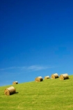 agricultural;agriculture;blue;country;countryside;crop;crops;farm;farming;farmland;farms;field;fields;green;hay;hay-bale;hay-bales;horticulture;Lawrence;meadow;meadows;New-Zealand;Otago;paddock;paddocks;pasture;pastures;rural;South-Island