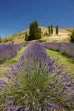 Central-Otago;country;countryside;Cromwell;crop;crops;farm;farming;farmland;farms;horticulture;Lamiaceae;Lavandula;lavender;lavender-farm;lavender-farms;lavenders;Lowburn;lowburn-lavender;lowburn-lavender-farm;lowburn-valley-lavender;lowburn-valley-lavender-farm;mauve;N.Z.;New-Zealand;NZ;Otago;purple;S.I.;SI;South-Is.;South-Island;violet