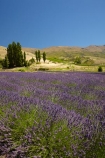 Central-Otago;country;countryside;Cromwell;crop;crops;farm;farming;farmland;farms;horticulture;Lamiaceae;Lavandula;lavender;lavender-farm;lavender-farms;lavenders;Lowburn;lowburn-lavender;lowburn-lavender-farm;lowburn-valley-lavender;lowburn-valley-lavender-farm;mauve;N.Z.;New-Zealand;NZ;Otago;purple;S.I.;SI;South-Is.;South-Island;violet