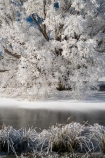 agricultural;agriculture;beautiful;calm;calmness;Central-Otago;Central-Otago-Rail-Trail;clean;clear;cold;Coldness;Color;Colour;country;countryside;Daytime;Exterior;farm;farming;farmland;farms;field;fields;freeze;freezing;freezing-fog;frost;Frosted;frosty;frozen-pond;frozen-ponds;high-country;hoar-frost;hoar-frosts;Hoarfrost;hoarfrosts;ice;ice-crystals;icy;idyllic;Landscape;Landscapes;Maniototo;meadow;meadows;N.Z.;natural;Nature;new-zealand;NZ;Omakau;Otago;Otago-Central-Rail-Trail;Outdoor;Outdoors;Outside;paddock;paddocks;pasture;pastures;peaceful;Peacefulness;phenomena;phenomenon;pond;ponds;pool;pools;pure;Quiet;Quietness;rail-trail;rail-trails;reservoir;reservoirs;rime;rime-ice;rural;S.I.;Scenic;Scenics;Season;Seasons;SI;silence;south-island;spectacular;stunning;tranquil;tranquility;tree;trees;view;water;weather;White;willow;willow-tree;willow-trees;willows;winter;Wintertime;wintery;wintry