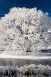 agricultural;agriculture;beautiful;calm;calmness;Central-Otago;Central-Otago-Rail-Trail;clean;clear;cold;Coldness;Color;Colour;country;countryside;Daytime;Exterior;farm;farming;farmland;farms;field;fields;freeze;freezing;freezing-fog;frost;Frosted;frosty;frozen-pond;frozen-ponds;high-country;hoar-frost;hoar-frosts;Hoarfrost;hoarfrosts;ice;ice-crystals;icy;idyllic;Landscape;Landscapes;Maniototo;meadow;meadows;N.Z.;natural;Nature;new-zealand;NZ;Omakau;Otago;Otago-Central-Rail-Trail;Outdoor;Outdoors;Outside;paddock;paddocks;pasture;pastures;peaceful;Peacefulness;phenomena;phenomenon;pond;ponds;pool;pools;pure;Quiet;Quietness;rail-trail;rail-trails;reservoir;reservoirs;rime;rime-ice;rural;S.I.;Scenic;Scenics;Season;Seasons;SI;silence;south-island;spectacular;stunning;tranquil;tranquility;tree;trees;view;water;weather;White;willow;willow-tree;willow-trees;willows;winter;Wintertime;wintery;wintry