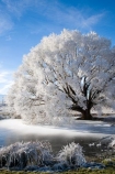 agricultural;agriculture;beautiful;calm;calmness;Central-Otago;Central-Otago-Rail-Trail;clean;clear;cold;Coldness;Color;Colour;country;countryside;Daytime;Exterior;farm;farming;farmland;farms;field;fields;freeze;freezing;freezing-fog;frost;Frosted;frosty;frozen-pond;frozen-ponds;high-country;hoar-frost;hoar-frosts;Hoarfrost;hoarfrosts;ice;ice-crystals;icy;idyllic;Landscape;Landscapes;Maniototo;meadow;meadows;N.Z.;natural;Nature;new-zealand;NZ;Omakau;Otago;Otago-Central-Rail-Trail;Outdoor;Outdoors;Outside;paddock;paddocks;pasture;pastures;peaceful;Peacefulness;phenomena;phenomenon;pond;ponds;pool;pools;pure;Quiet;Quietness;rail-trail;rail-trails;reservoir;reservoirs;rime;rime-ice;rural;S.I.;Scenic;Scenics;Season;Seasons;SI;silence;south-island;spectacular;stunning;tranquil;tranquility;tree;trees;view;water;weather;White;willow;willow-tree;willow-trees;willows;winter;Wintertime;wintery;wintry