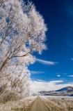 agricultural;agriculture;beautiful;calm;calmness;Central-Otago;Central-Otago-Rail-Trail;clean;clear;cold;Coldness;Color;Colour;country;countryside;Daytime;Exterior;farm;farming;farmland;farms;field;fields;freeze;freezing;freezing-fog;frost;Frosted;frosty;high-country;hoar-frost;hoar-frosts;Hoarfrost;hoarfrosts;ice;ice-crystals;icy;Ida-Valley;idyllic;Landscape;Landscapes;Maniototo;meadow;meadows;N.Z.;natural;Nature;new-zealand;NZ;Otago;Otago-Central-Rail-Trail;Oturehua;Outdoor;Outdoors;Outside;paddock;paddocks;pasture;pastures;peaceful;Peacefulness;phenomena;phenomenon;pure;Quiet;Quietness;rail-trail;rail-trails;rime;rime-ice;rural;S.I.;Scenic;Scenics;Season;Seasons;SI;silence;south-island;spectacular;stunning;tranquil;tranquility;tree;trees;view;water;weather;White;willow;willow-tree;willow-trees;willows;winter;Wintertime;wintery;wintry