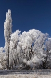 beautiful;calm;calmness;Central-Otago;clean;clear;cold;Coldness;Color;Colour;Daytime;Exterior;extreme-weather;freeze;freezing;frost;Frosted;frosty;high-country;hoar-frost;hoar-frosts;Hoarfrost;hoarfrosts;ice;ice-crystals;icy;idyllic;Kokonga;Landscape;Landscapes;Maniototo;N.Z.;natural;Nature;new-zealand;NZ;Otago;Outdoor;Outdoors;Outside;peaceful;Peacefulness;phenomena;phenomenon;poplar-tree;poplar-trees;poplars;pure;Quiet;Quietness;rime;rime-ice;S.I.;Scenic;Scenics;Season;Seasons;SI;silence;South-Is.;South-Island;spectacular;stunning;tranquil;tranquility;view;water;weather;White;willow-tree;willow-trees;willows;winter;Wintertime;wintery;wintry
