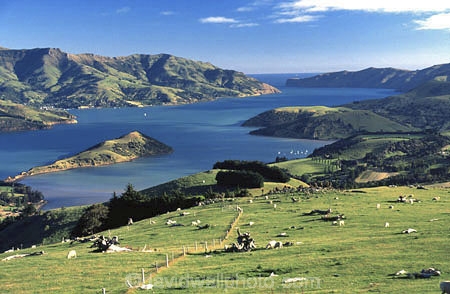 agriculture;coastal;farm;farmer;farming;farms;fence;fenceline;field;fields;grass;green;harbor;harbors;harbours;lamb;lambs;lush;meadow;meadows;paddock;paddocks;pasture;pastures;rural;sheep;spring;verdant;wool