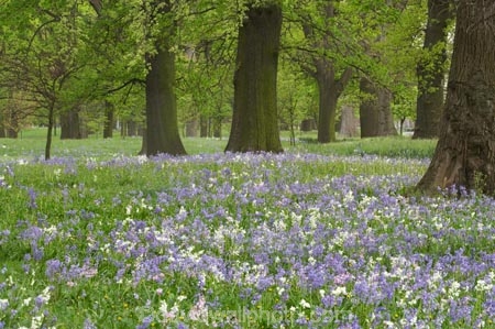 bloom;blooming;blooms;bluebells;Canterbury;Christchurch;flower;flowers;fresh;grow;growth;N.Z.;New-Zealand;NZ;Oak-Trees;quercus-sp.;renew;S.I.;scilla-nonscripta;season;seasonal;seasons;SI;South-Is.;South-Island;spring;springtime;trees;woods