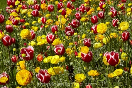 bloom;blooming;blooms;blooning;Botanic-Garden;Botanic-Gardens;Botanical-Garden;Botanical-Gardens;Canterbury;Christchurch;Christchurch-Botanic-Gardens;Christchurch-Botanical-Gardens;Christchurch-Gardens;floral;flower;flower-bed;flower-beds;flower-garden;flower-gardens;flowers;garden;gardens;Hagley-Park;N.Z.;New-Zealand;NZ;public-flower-garden;public-garden;public-gardens;S.I.;SI;South-Is;South-Island;spring;spring-time;spring_time;springtime;Sth-Is;tulip;Tulipa;tulips;yellow;yellow-flowers