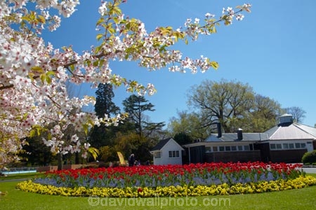 bloom;blooming;blooms;blooning;blossom;blossom-tree;blossom-trees;blossoms;Botanic-Garden;Botanic-Gardens;Botanical-Garden;Botanical-Gardens;Canterbury;Christchurch;Christchurch-Botanic-Gardens;Christchurch-Botanical-Gardens;Christchurch-Gardens;floral;flower;flower-bed;flower-beds;flower-garden;flower-gardens;flowers;garden;gardens;Hagley-Park;N.Z.;New-Zealand;NZ;public-flower-garden;public-garden;public-gardens;red;red-tulips;S.I.;SI;South-Is;South-Island;spring;spring-time;spring_time;springtime;Sth-Is;tulip;Tulipa;tulips