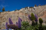 Aotearoa;bluff;bluffs;Canterbury;Christchurch;cliff;cliff-top;cliff_top;cliffs;Clifftop;damage;damaged;danger;dangerous;earthquake;earthquake-damaged-building;earthquake-damaged-house;earthquake-damaged-houses;earthquakes;Echium;Echium-flower;Echium-flowers;Echiums;flower;flowers;home;homes;houses;Kinsey-Terrace;lavender;N.Z.;New-Zealand;NZ;purple;residence;residences;risk;South-Is;South-Island;Sth-Is;Sumner;violet