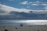 Aotearoa;beach;beaches;Canterbury;Christchurch;coast;coastal;coastline;dog;dogs;N.Z.;New-Zealand;NZ;ocean;oceans;sand;sandy;sea;seas;shore;shoreline;South-Is;South-Island;Sth-Is;Sumner;Sumner-Beach;sunlight
