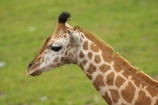 African;Baringo-Giraffe;Baringo-Giraffes;calf;calves;Canterbury;Christchurch;fauna;Giraffa-camelopardalis;Giraffa-camelopardalis-rothschildsi;Giraffidae;head;heads;long-neck;mammal;mammals;N.Z.;New-Zealand;Northern-Giraffe;Northern-Giraffes;NZ;Orana-Wildlife-Park;Rothschild-Giraffe;Rothschild-Giraffes;Rothschilds-Giraffe;Rothschilds-Giraffes;Rothschilds-Giraffe;Rothschilds-Giraffes;S.I;SI;South-Is;South-island;Ugandan-Giraffe;Ugandan-Giraffes;wildlife;wildlife-park;wildlife-parks;zoo;zoos