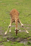African;Baringo-Giraffe;Baringo-Giraffes;calf;calves;Canterbury;Christchurch;fauna;Giraffa-camelopardalis;Giraffa-camelopardalis-rothschildsi;giraffe-drinking;Giraffidae;long-neck;mammal;mammals;N.Z.;New-Zealand;Northern-Giraffe;Northern-Giraffes;NZ;Orana-Wildlife-Park;Rothschild-Giraffe;Rothschild-Giraffes;Rothschilds-Giraffe;Rothschilds-Giraffes;Rothschilds-Giraffe;Rothschilds-Giraffes;S.I;SI;South-Is;South-island;Ugandan-Giraffe;Ugandan-Giraffes;wildlife;wildlife-park;wildlife-parks;zoo;zoos