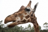 African;Baringo-Giraffe;Baringo-Giraffes;Canterbury;Christchurch;fauna;Giraffa-camelopardalis;Giraffa-camelopardalis-rothschildsi;Giraffidae;head;heads;long-neck;mammal;mammals;N.Z.;New-Zealand;Northern-Giraffe;Northern-Giraffes;NZ;Orana-Wildlife-Park;Rothschild-Giraffe;Rothschild-Giraffes;Rothschilds-Giraffe;Rothschilds-Giraffes;Rothschilds-Giraffe;Rothschilds-Giraffes;S.I;SI;South-Is;South-island;Ugandan-Giraffe;Ugandan-Giraffes;wildlife;wildlife-park;wildlife-parks;zoo;zoos