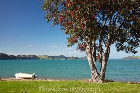 boat;boats;coast;coastal;coastline;coastlines;coasts;Coromandel;Coromandel-Peninsula;dinghies;dinghy;dories;dory;flower;flowers;foreshore;metrosideros-excelsa;N.I.;N.Z.;New-Zealand;NI;North-Is;North-Is.;North-Island;NZ;Oamaru-Bay;ocean;plant;plants;pohutakawa;pohutakawas;pohutukawa;pohutukawa-flower;pohutukawa-flowers;pohutukawa-tree;pohutukawa-trees;pohutukawas;row-boat;row-boats;rowboat;rowboats;sea;shore;shoreline;shorelines;shores;tree;trees;Waikato;water