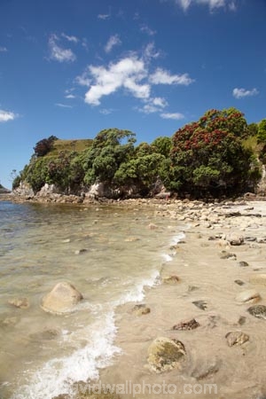 beach;beaches;coast;coastal;coastline;coastlines;coasts;Coromandel;Coromandel-Peninsula;crimson;flower;flowers;foreshore;Hahei;Hahei-Beach;metrosideros-excelsa;N.I.;N.Z.;New-Zealand;NI;North-Is;North-Is.;North-Island;NZ;ocean;plant;plants;pohutakawa;pohutakawas;pohutukawa;pohutukawa-flower;pohutukawa-flowers;pohutukawa-tree;pohutukawa-trees;pohutukawas;red;red-flowers;sand;sandy;sea;seas;shore;shoreline;shorelines;shores;tree;trees;Waikato;water