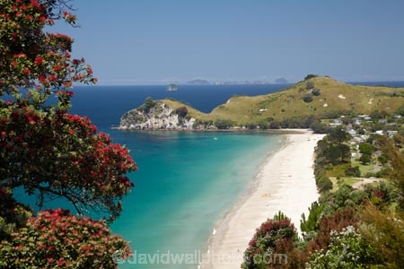 beach;beaches;coast;coastal;coastline;coastlines;coasts;Coromandel;Coromandel-Peninsula;crimson;flower;flowers;foreshore;Hahei;Hahei-Beach;metrosideros-excelsa;N.I.;N.Z.;New-Zealand;NI;North-Is;North-Is.;North-Island;NZ;ocean;plant;plants;pohutakawa;pohutakawas;pohutukawa;pohutukawa-flower;pohutukawa-flowers;pohutukawa-tree;pohutukawa-trees;pohutukawas;red;red-flowers;sand;sandy;sea;seas;shore;shoreline;shorelines;shores;tree;trees;Waikato;water