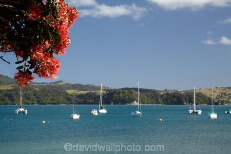 boat;boats;Coromandel;Coromandel-Peninsula;crimson-flower;crimson-flowers;Flaxmill-Bay;flower;flowers;Maramaratotara-Bay;Mercury-Bay;metrosideros-excelsa;N.I.;N.Z.;New-Zealand;NI;North-Is;North-Is.;North-Island;NZ;plant;plants;pohutakawa;pohutakawas;pohutukawa;pohutukawa-flower;pohutukawa-flowers;pohutukawa-tree;pohutukawa-trees;pohutukawas;red-flower;red-flowers;summer;tree;trees;Waikato;yacht;yachts