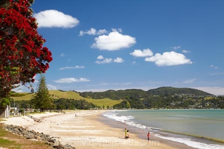 beach;beaches;Buffalo-Beach;coast;coastal;coastline;Coromandel;Coromandel-Peninsula;crimson-flower;crimson-flowers;flower;flowers;metrosideros-excelsa;N.I.;N.Z.;New-Zealand;NI;North-Is;North-Is.;North-Island;NZ;ocean;oceans;plant;plants;pohutakawa;pohutakawas;pohutukawa;pohutukawa-flower;pohutukawa-flowers;pohutukawa-tree;pohutukawa-trees;pohutukawas;red-flower;red-flowers;sand;sandy;sea;seas;shore;shoreline;summer;tree;trees;Waikato;Whitianga