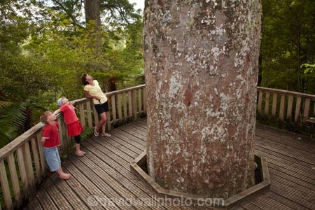 309-Rd;309-Road;beautiful;beauty;boy;boys;brother;brothers;bush;child;children;Coromandel;Coromandel-Peninsula;endemic;families;family;forest;forests;girl;girls;Kauri-Forest;Kauri-Forests;Kauri-Grove;Kauri-Tree;Kauri-Trees;kid;kids;little-boy;little-boys;little-girl;little-girls;mother;N.I.;N.Z.;native;native-bush;native-tree;native-trees;natives;natural;nature;New-Zealand;NI;North-Is;North-Is.;North-Island;NZ;scene;scenic;sibling;siblings;sister;sisters;timber;tourism;tourists;tree;tree-trunk;tree-trunks;trees;trunk;trunks;Waiau;Waiau-Grove;Waikato;woman;wood;woods