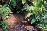 fern;ferns;forest;forestry;forests;green;hike;hiking;lush;native-bush;outdoor;outdoors;track;tracks;walk;walking