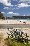 beach;beaches;coast;coastal;coastline;Coromandel;Coromandel-Peninsula;flower;flowers;hot;Hot-Water-Beach;metrosideros-excelsa;N.I.;N.Z.;native;native-plant;native-plants;New-Zealand;NI;North-Is;North-Is.;North-Island;NZ;people;person;plant;plants;pohutakawa;pohutakawas;pohutukawa;pohutukawa-flower;pohutukawa-flowers;pohutukawa-tree;pohutukawa-trees;pohutukawas;sand;sandy;shore;shoreline;summer;Taiwawe-Stream;tourist;tourists;tree;trees;Waikato