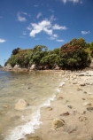 beach;beaches;coast;coastal;coastline;coastlines;coasts;Coromandel;Coromandel-Peninsula;crimson;flower;flowers;foreshore;Hahei;Hahei-Beach;metrosideros-excelsa;N.I.;N.Z.;New-Zealand;NI;North-Is;North-Is.;North-Island;NZ;ocean;plant;plants;pohutakawa;pohutakawas;pohutukawa;pohutukawa-flower;pohutukawa-flowers;pohutukawa-tree;pohutukawa-trees;pohutukawas;red;red-flowers;sand;sandy;sea;seas;shore;shoreline;shorelines;shores;tree;trees;Waikato;water
