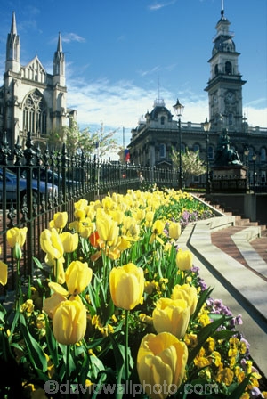 Tulips;yellow;flower;flowers;garden;gardens;tulip;historic;historical;the-Octagon;Octagon;cathedrals;church;spire;spires;stairs;architecture