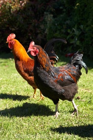 animal;animals;avian;bird;birds;chicken;chickens;chook;chooks;cock;cocks;Dunedin;Fauna;Feather;fowl;fowls;hen;hens;N.Z.;New-Zealand;NZ;Otago;Port-Chalmers;poulet;rooster;roosters;S.I.;SI;South-Is.;South-Island;Wild-Chickens