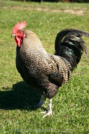 animal;animals;avian;bird;birds;chicken;chickens;chook;chooks;cock;cocks;Dunedin;Fauna;Feather;fowl;fowls;hen;hens;N.Z.;New-Zealand;NZ;Otago;Port-Chalmers;poulet;rooster;roosters;S.I.;SI;South-Is.;South-Island;Wild-Chickens