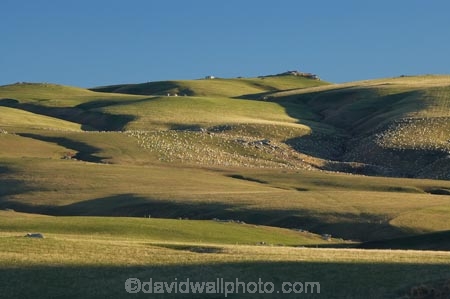 agricultural;agriculture;Animal;Animals;Central-Otago-peneplain;Clarks-Junction;country;countryside;Crowd;Crowded;Crowds;ewes;farm;Farm-animals;farming;farmland;farms;field;fields;flock;flocks;green;herbivore;herbivores;herbivorous;herd;herds;livestock;lush;mammal;mammals;meadow;meadows;mob;mobs;N.Z.;New-Zealand;NZ;Otago-peneplain;Outdoor;Outdoors;Outside;paddock;paddocks;pasture;pastures;rural;S.I.;sheep;SI;South-Is.;South-Island;stock;Strath-Taieri;uiplands;upland