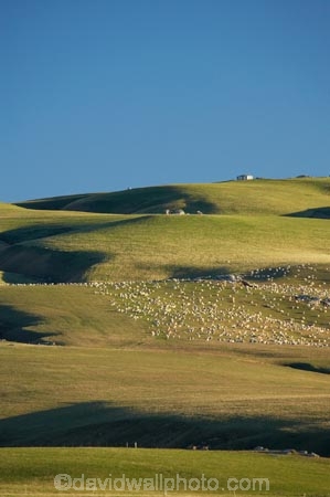 agricultural;agriculture;Animal;Animals;Central-Otago-peneplain;Clarks-Junction;country;countryside;Crowd;Crowded;Crowds;ewes;farm;Farm-animals;farming;farmland;farms;field;fields;flock;flocks;green;herbivore;herbivores;herbivorous;herd;herds;livestock;lush;mammal;mammals;meadow;meadows;mob;mobs;N.Z.;New-Zealand;NZ;Otago-peneplain;Outdoor;Outdoors;Outside;paddock;paddocks;pasture;pastures;rural;S.I.;sheep;SI;South-Is.;South-Island;stock;Strath-Taieri;uiplands;upland