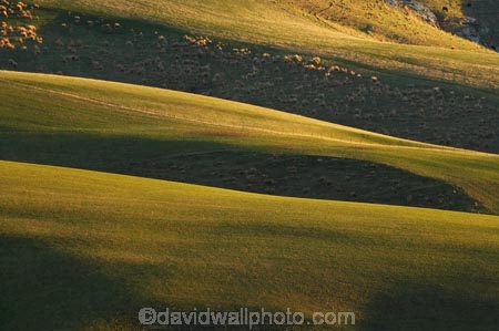 agricultural;agriculture;Central-Otago-peneplain;country;countryside;farm;farming;farmland;farms;field;fields;grass;grassy;green;hill;hills;Maungatua;Maungatuas;meadow;meadows;N.Z.;near-Dunedin;New-Zealand;NZ;Otago;Otago-peneplain;paddock;paddocks;pasture;pastures;Rolling-Farmland;rolling-hills;rural;S.I.;SI;South-Is.;South-Island;uiplands;upland