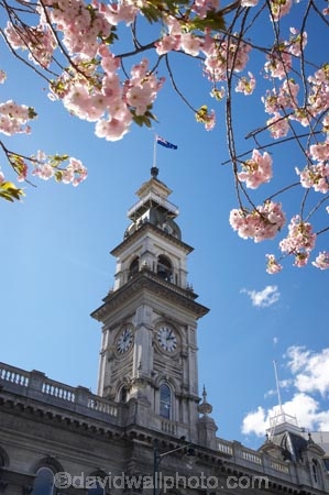 bloom;blooming;blooms;blossom;blossoming;blossoms;building;buildings;Clock-Tower;clock-towers;Dunedin;fresh;grow;growth;heritage;historic;historic-building;historic-buildings;historical;historical-building;historical-buildings;history;Minicipal-Chambers-Clock-Tower;Municipal-Chambers;N.Z.;New-Zealand;NZ;Octagon;old;Otago;renew;S.I.;season;seasonal;seasons;SI;South-Is.;South-Island;spring;Spring-Blossom;springtime;The-Octagon;Town-Hall;tradition;traditional