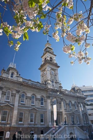 bloom;blooming;blooms;blossom;blossoming;blossoms;building;buildings;Clock-Tower;clock-towers;Dunedin;fresh;grow;growth;heritage;historic;historic-building;historic-buildings;historical;historical-building;historical-buildings;history;Municipal-Chambers;Municipal-Chambers-Clock-Tower;N.Z.;New-Zealand;NZ;Octagon;old;Otago;renew;S.I.;season;seasonal;seasons;SI;South-Is.;South-Island;spring;springtime;The-Octagon;Town-Hall;tradition;traditional