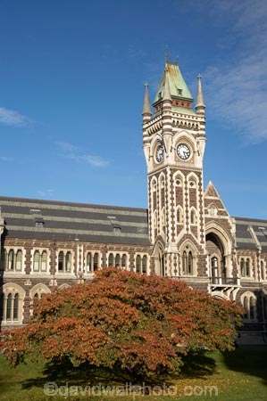 autuminal;autumn;autumn-colour;autumn-colours;autumnal;building;buildings;clock-tower;clock_tower;color;colors;colour;colours;deciduous;Dunedin;fall;heritage;historic;historic-building;historic-buildings;historical;historical-building;historical-buildings;history;leaf;leaves;N.Z.;New-Zealand;NZ;oak-leaf;oak-leaves;oak-tree;oak-trees;oaks;old;Otago;Otago-University;pin-oak;pin-oaks;registry-building;S.I.;season;seasonal;seasons;SI;South-Is.;South-Island;tradition;traditional;tree;trees;universities;university;University-of-Otago