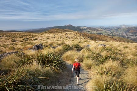 above-the-snowline;altitude;Dunedin;Flagstaff;highland;highlands;hike;hiker;hikers;hiking;hiking-track;hiking-tracks;N.Z.;New-Zealand;NZ;Otago;Pineapple-Flagstaff-Track;Pineapple-Track;S.I.;SI;snow-tussock;snow-tussocks;snow_tussock;snow_tussocks;snowlines;snowtussock;snowtussocks;South-Is.;South-Island;tramp;tramper;trampers;tramping;tramping-tack;tramping-tracks;trek;treker;trekers;treking;trekker;trekkers;trekking;tussock;tussocks;walk;walker;walkers;walking;walking-track;walking-tracks
