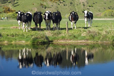 agricultural;agriculture;animal;animals;calm;calves;canal;canals;cattle;country;countryside;cow;cows;dairy;dairy-cow;dairy-cows;dairy-farm;dairy-farms;Dunedin;farm;farming;farmland;farms;field;fields;fresh;grass;grassy;grow;growth;Henley;Herbivore;Herbivores;Herbivorous;Livestock;mammal;mammals;meadow;meadows;N.Z.;New-Zealand;NZ;Otago;paddock;paddocks;pasture;pastures;placid;quiet;reflection;reflections;renew;rural;S.I.;season;seasonal;seasons;serene;SI;smooth;South-Is.;South-Island;spring;springtime;still;stock;Taieri-Plain;Taieri-Plains;tranquil;water