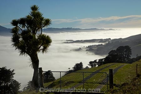 agricultural;agriculture;cabbage-tree;cabbage-trees;cloud;clouds;cloudy;Cordyline-australis;country;countryside;Dunedin;farm;farming;farmland;farms;field;fields;fog;foggy;fogs;meadow;meadows;mist;mists;misty;N.Z.;New-Zealand;NZ;Otago;Otago-Harbor;Otago-Harbour;Otago-Peninsula;paddock;paddocks;pasture;pastures;rural;S.I.;SI;South-Is.;South-Island