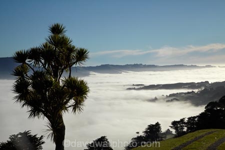 agricultural;agriculture;cabbage-tree;cabbage-trees;cloud;clouds;cloudy;Cordyline-australis;country;countryside;Dunedin;farm;farming;farmland;farms;field;fields;fog;foggy;fogs;meadow;meadows;mist;mists;misty;N.Z.;New-Zealand;NZ;Otago;Otago-Harbor;Otago-Harbour;Otago-Peninsula;paddock;paddocks;pasture;pastures;rural;S.I.;SI;South-Is.;South-Island
