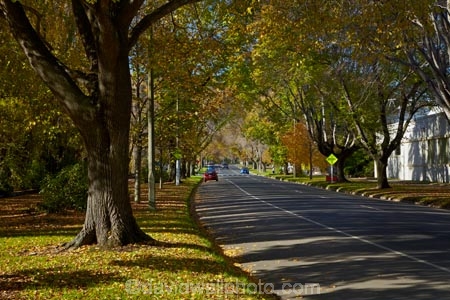 Anzac-Ave;Anzac-Avenue;autuminal;autumn;autumn-colour;autumn-colours;autumnal;avenue;avenues;color;colors;colour;colours;deciduous;Dunedin;fall;gold;golden;leaf;leaves;N.Z.;New-Zealand;NZ;Otago;S.I.;season;seasonal;seasons;SI;South-Is;South-Is.;South-Island;Sth-Is;tree;trees;yellow