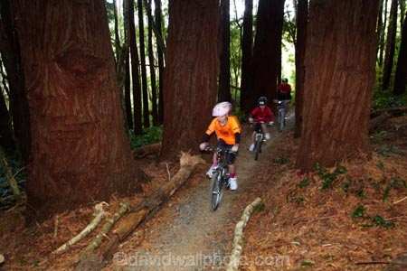 bicycle;bicycles;bike;bike-track;bike-tracks;bike-trail;bike-trails;bikes;child;children;cycle;cycle-track;cycle-tracks;cycle-trail;cycle-trails;cycler;cyclers;cycles;cycleway;cycleways;cyclist;cyclists;Dunedin;excercise;excercising;girl;girls;mountain-bike;mountain-biker;mountain-bikers;mountain-bikes;mtn-bike;mtn-biker;mtn-bikers;mtn-bikes;N.Z.;New-Zealand;NZ;Otago;people;person;push-bike;push-bikes;push_bike;push_bikes;pushbike;pushbikes;redwood-tree;redwood-trees;Redwoods-mountain-bike-track;S.I.;SI;South-Is;South-Is.;South-Island;Sth-Is;tree-trunk;tree-trunks;Waikari-Creek