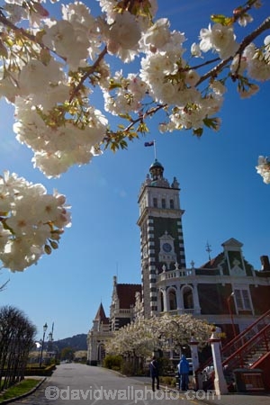 1906;architectural;architecture;bloom;blooming;blooms;blossom;blossoming;blossoms;building;buildings;clock;clock-tower;clock-towers;Dunedin;Dunedin-Railway-Station;Flemish-Renaissance-style;fresh;George-A-Troup;Gingerbread-George;grow;growth;heritage;Historic;historic-building;historic-buildings;historical;historical-building;historical-buildings;history;N.Z.;New-Zealand;NZ;old;Otago;rail-station;rail-stations;railroad;railroads;railway;railway-station;railway-stations;railways;renew;roof;rooves;S.I.;season;seasonal;seasons;SI;South-Is;South-Is.;South-Island;spring;springtime;Sth-Is;tradition;traditional;train-station;train-stations;transport;transportation