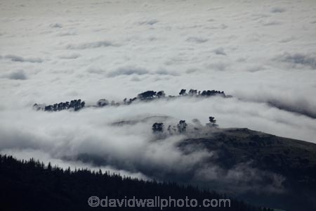 Dunedin;fog;foggy;fogs;mist;mists;misty;morning;N.Z.;New-Zealand;NZ;Otago;silhouette;silhouettes;South-Is;South-Island;Sth-Is;tree;trees;weather