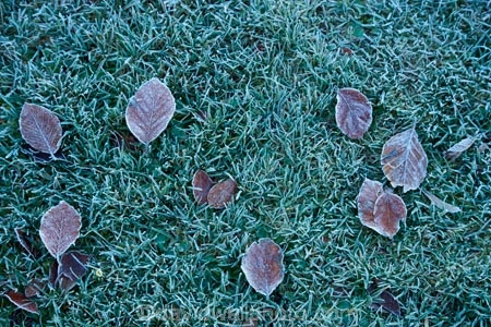 autuminal;autumn;autumn-colour;autumn-colours;autumn-tree;autumn-trees;autumnal;Botanic-Garden;Botanic-Gardens;Botanical-Garden;Botanical-Gardens;city-garden;city-gardens;cold;color;colors;colour;colours;council-garden;council-gardens;deciduous;Dunedin;Dunedin-Botanic-Garden;Dunedin-Botanic-Gardens;Dunedin-Botanical-Garden;Dunedin-Botanical-Gardens;Dunedin-Gardens;fall;freezing;frost;frosts;frosty;frosty-grass;frosty-leaf;frosty-leaves;garden;gardens;leaf;leaves;N.Z.;New-Zealand;North-Dunedin;NZ;Otago;plant;plants;S.I.;season;seasonal;seasons;SI;South-Is;South-Is.;South-Island;Sth-Is