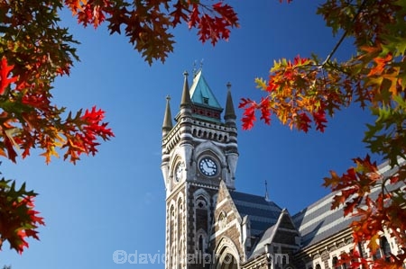 autuminal;autumn;autumn-colour;autumn-colours;autumnal;building;buildings;clock-tower;clock_tower;color;colors;colour;colours;deciduous;Dunedin;fall;heritage;historic;historic-building;historic-buildings;historical;historical-building;historical-buildings;history;leaf;leaves;N.Z.;New-Zealand;NZ;oak-leaf;oak-leaves;oak-tree;oak-trees;oaks;old;Otago-University;pin-oak;pin-oaks;registry-building;S.I.;season;seasonal;seasons;SI;South-Is.;South-Island;tradition;traditional;tree;trees;University-of-Otago
