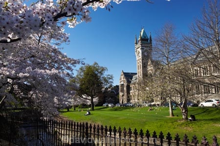 bloom;blooming;blooms;blossom;blossoming;blossoms;building;buildings;Clock-Tower;Clock-Towers;college;colleges;Dunedin;education;fresh;grow;growth;heritage;historic;historic-building;historic-buildings;historical;historical-building;historical-buildings;Historical-Registry-Building;history;N.Z.;New-Zealand;NZ;old;Otago;Otago-University;Registry-Building;renew;S.I.;season;seasonal;seasons;SI;South-Is.;South-Island;spring;springtime;tertiary-education;tradition;traditional;universities;University-of-Otago