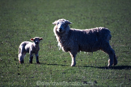 baby;cute;farm;farming;field;fields;fluffy;generation;generations;genetic;genetics;grass;green;lambs;meadow;meadows;mother;new;paddock;paddocks;pastoral;pasture;pastures;spring;white;wool;woolly;wooly;young